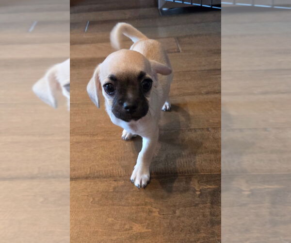 Medium Photo #3 Pug-Unknown Mix Puppy For Sale in Lake Forest, CA, USA