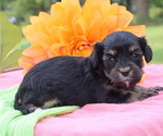 Small Photo #5 Cavapoo Puppy For Sale in THORP, WI, USA