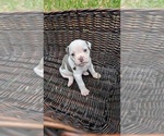 Small #10 Olde English Bulldogge