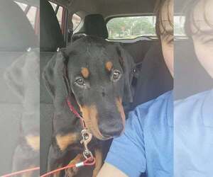 Doberman Pinscher Dogs for adoption in Buffalo, MN, USA