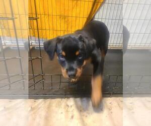 Rottweiler Puppy for sale in PLEASANTON, CA, USA