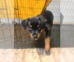 Small Rottweiler