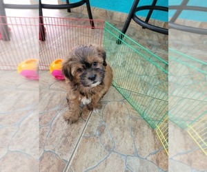 ShihPoo Puppy for sale in SEBRING, FL, USA