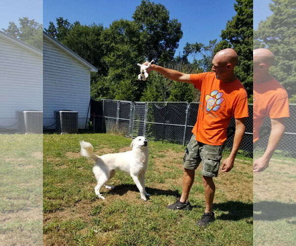 Medium Photo #5 Great Pyrenees-Unknown Mix Puppy For Sale in Thomasville, NC, USA