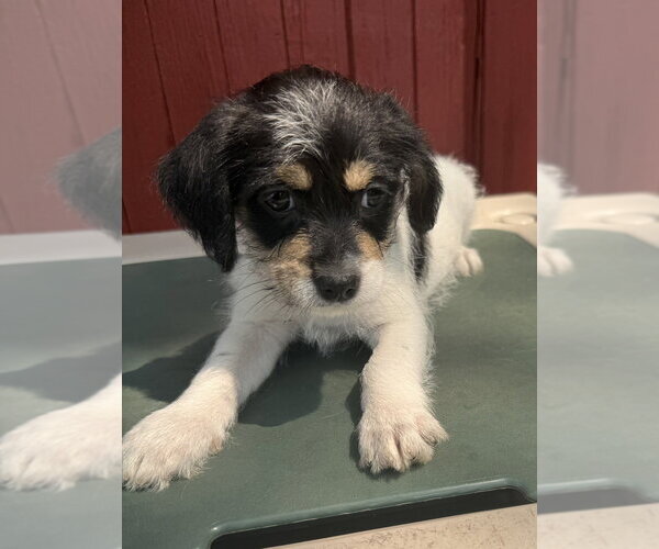 Medium Photo #1 ShiChi Puppy For Sale in Mundelein, IL, USA