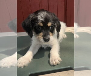 ShiChi Dogs for adoption in Mundelein, IL, USA