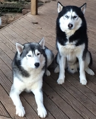 Father of the Siberian Husky puppies born on 08/20/2018