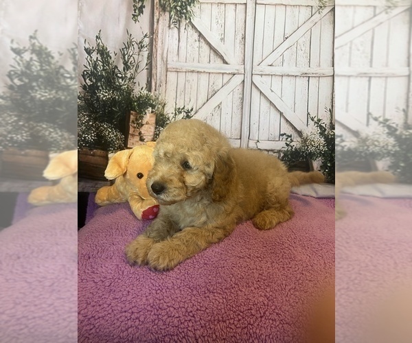 Medium Photo #1 Goldendoodle mix (+ Poodle Miniature) Puppy For Sale in BUSHNELL, FL, USA