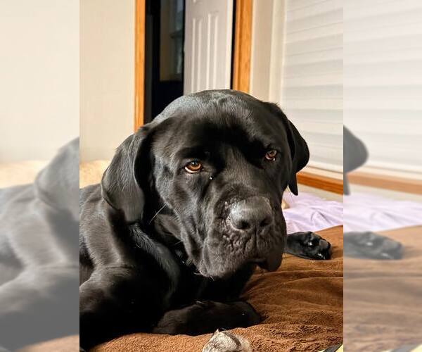 Medium Photo #3 Mutt Puppy For Sale in Belleville, MI, USA