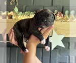 Puppy Male 1 American Bulldog