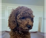 Puppy Coco Cock-A-Poo