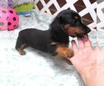 Small #4 Dachshund