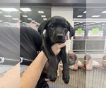 Small #1 Labrador Retriever-Staffordshire Bull Terrier Mix