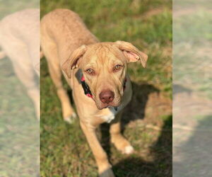 Labrador Retriever-Unknown Mix Dogs for adoption in Alexander, AR, USA