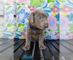 Small Photo #12 Labrador Retriever Puppy For Sale in ATHOL, ID, USA