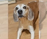 Small Photo #3 Beagle Puppy For Sale in Dunnellon, FL, USA
