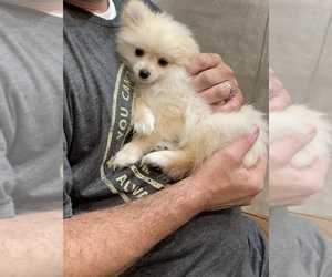 Pomeranian Puppy for sale in PLEASANT GROVE, AL, USA