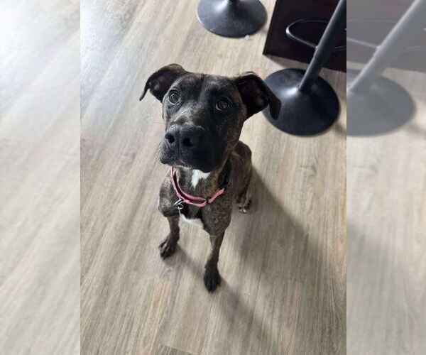 Medium Photo #8 Boxer-Unknown Mix Puppy For Sale in Foristell, MO, USA