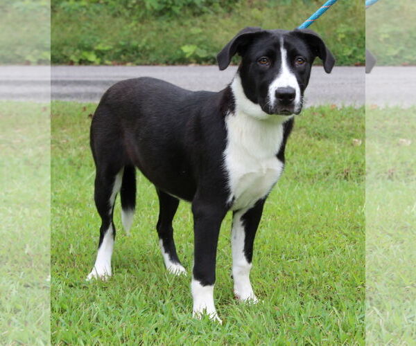 Medium Photo #3 Mutt Puppy For Sale in Prattville, AL, USA