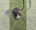 Small Photo #4 Mutt Puppy For Sale in Evansville, IN, USA