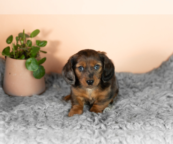 Medium Photo #1 Dachshund Puppy For Sale in WAKARUSA, IN, USA