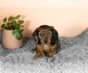 Dachshund Puppy for sale in WAKARUSA, IN, USA