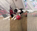 Small #9 Staffordshire Bull Terrier Mix