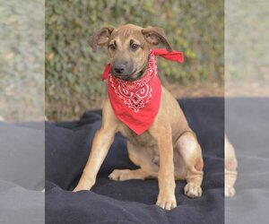 Doberman Pinscher-Pointer Mix Dogs for adoption in Dana Point, CA, USA