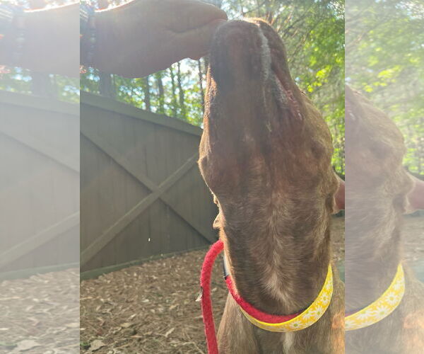 Medium Photo #6 Labrador Retriever-Unknown Mix Puppy For Sale in Atlanta, GA, USA