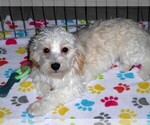 Small #8 Havanese