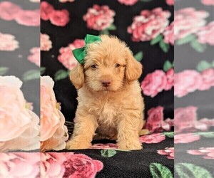 Labradoodle-Poodle (Miniature) Mix Puppy for sale in KIRKWOOD, PA, USA