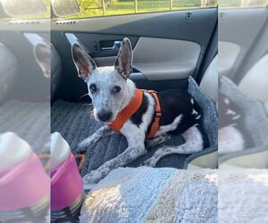 Phoenix - Female Mutt Dog for Adoption - Photo #4