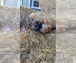 Small #5 Rat Terrier