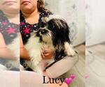 Small Photo #3 Zuchon Puppy For Sale in COOKEVILLE, TN, USA