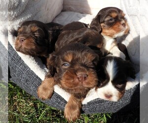 Cavalier King Charles Spaniel Litter for sale in CARLISLE, KY, USA