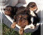 Image preview for Ad Listing. Nickname: Litter of 5