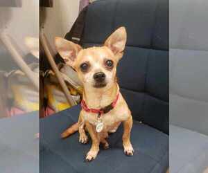 Chihuahua-Unknown Mix Dogs for adoption in Candler, NC, USA