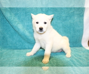 Norwegian Elkhound Puppy for sale in SHILOH, OH, USA