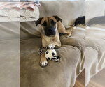Small #2 Boxer Mix