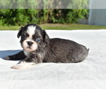 Small #2 Shih Tzu