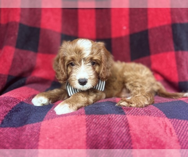 Medium Photo #2 Cavapoo Puppy For Sale in LAKELAND, FL, USA