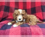 Small #1 Cavapoo