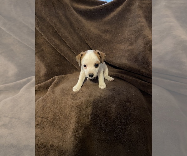 Medium Photo #1 Jack Russell Terrier Puppy For Sale in PONTOTOC, TX, USA