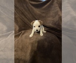Small Photo #1 Jack Russell Terrier Puppy For Sale in PONTOTOC, TX, USA