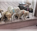 Image preview for Ad Listing. Nickname: Bully Puppies
