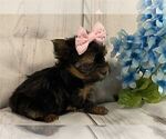 Small #2 Yorkshire Terrier