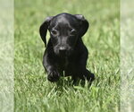 Small #1 Dachshund Mix