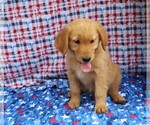 Small Photo #2 Golden Retriever Puppy For Sale in BEDFORD, IN, USA