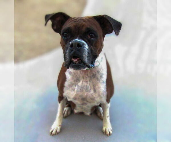 Medium Photo #2 Boxer Puppy For Sale in Vail, AZ, USA