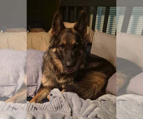 Medium Photo #2 German Shepherd Dog Puppy For Sale in Evansville, IN, USA